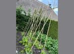 Bonenstokken bamboestokken tonkin plantensteun moestuin, Ophalen of Verzenden, Nieuw, Palen