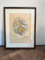 Antieke vogel prenten J.G. Keulemans, Antiek en Kunst, Ophalen of Verzenden