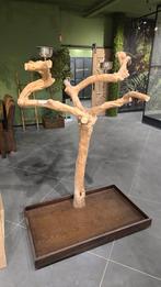 XL Javabomen, Ophalen of Verzenden, Nieuw