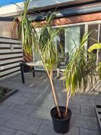 Grote plant, Tuin en Terras, Planten | Bomen, Ophalen, Volle zon, Overige soorten