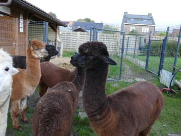 Mooie, rustige alpacamerrie te koop wegens inkrimping van de beschikbaar voor biedingen