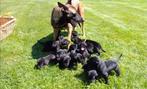Labradorl X Mechelse Herder de perfecte gezinshond/garantie!, Particulier, Rabiës (hondsdolheid), Meerdere, 8 tot 15 weken