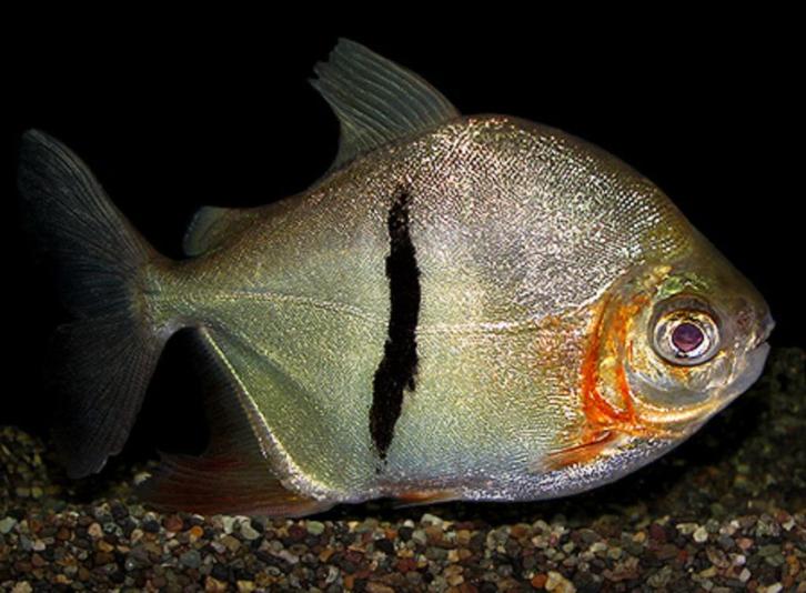 Myleus schomburgkii, Dieren en Toebehoren, Vissen | Aquariumvissen, Zoetwatervis, Vis