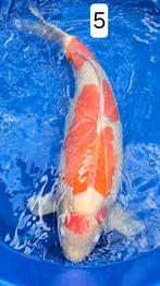 Kohaku -Taniguchi-female-73cm, Dieren en Toebehoren, Vissen | Vijvervissen, Karper of Koi
