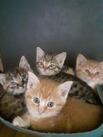 Mooie boerderij kittens, Dieren en Toebehoren, Meerdere dieren, Kortharig, 0 tot 2 jaar