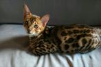 Bengaal kittens met stamboom, raszuiver, Kater, Gechipt, 0 tot 2 jaar
