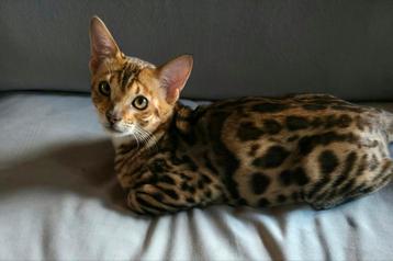 Bengaal kittens met stamboom, raszuiver beschikbaar voor biedingen