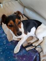 Nieuw huis gezocht, Dieren en Toebehoren, Honden | Jack Russells en Terriërs, Rabiës (hondsdolheid), Reu, 1 tot 2 jaar, Eén hond