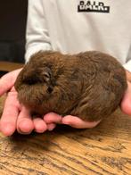 Jong beertje CH teddy, Dieren en Toebehoren, Knaagdieren, Cavia, Mannelijk, Tam, September