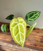 Anthurium silver blush., Ophalen of Verzenden, Halfschaduw, Minder dan 100 cm