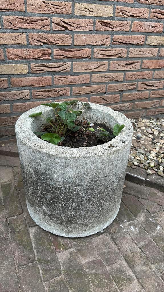 Gratis: Betonnen plantenbak, Tuin en Terras, Bloembakken en Plantenbakken, Gebruikt, Minder dan 60 cm, Rond, Ophalen