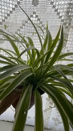 Grote graslelie, Huis en Inrichting, Kamerplanten, Ophalen, Minder dan 100 cm