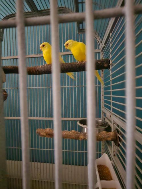 2 Parkieten, met alle toebehoren, Dieren en Toebehoren, Vogels | Parkieten en Papegaaien, Parkiet, Mannelijk