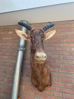 Opgezette lierantilope kop, Verzamelen, Dierenverzamelingen, Ophalen of Verzenden, Zo goed als nieuw, Opgezet dier