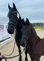 Hengstenveulen te koop, Dieren en Toebehoren, Paarden, Hengst, Gechipt, 0 tot 2 jaar