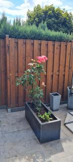 Schutting, Tuin en Terras, Schuttingen, Ophalen, Minder dan 3 meter