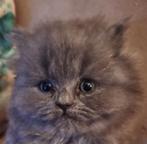 Kittens blh poesjes 1 lila 1 blauw, Poes, Gechipt, 0 tot 2 jaar