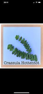 Carasula Hottentot stekjes  €2, Ophalen, Halfschaduw, Minder dan 100 cm