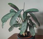 Ctenanthe burle marxii Amagris, Huis en Inrichting, Kamerplanten, Ophalen, Overige soorten, Halfschaduw, In pot