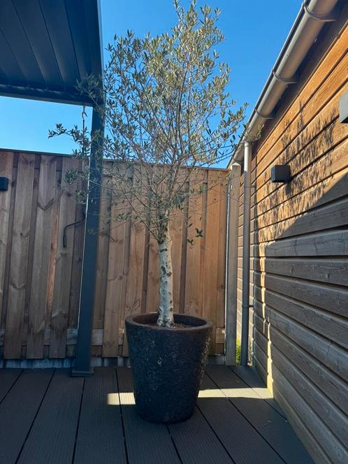 Grote Olijfboom in Pot – 270 cm Hoog – Mooie Volle Boom, Tuin en Terras, Planten | Bomen, Ophalen