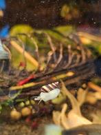 Helana slak, slak etende slak, Dieren en Toebehoren, Vissen | Aquariumvissen, Slak of Weekdier