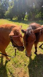Verzerger gezocht/ verzorg pony’s aangeboden!, Dieren en Toebehoren