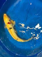 Japanse koi,s, Karper of Koi