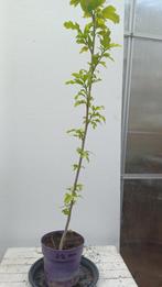 hibiscus, Tuin en Terras, Planten | Tuinplanten, Volle zon, Vaste plant, Zomer, Ophalen