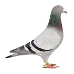 Duivin Adri van der Linden x Jan Westen, Dieren en Toebehoren, Vogels | Duiven, Vrouwelijk, Postduif