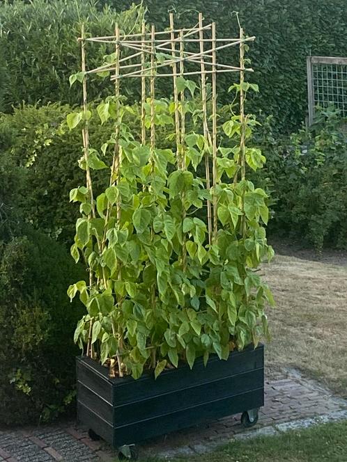 Bonen haag plantenbakken kweek uw bonen bio zelf, Tuin en Terras, Planten | Tuinplanten, Volle zon, Zomer, Ophalen of Verzenden