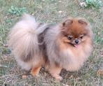 Pomeranian/Pomeriaan/Teefje/FCI Stamboom/Orange Sable/Pup/, Dieren en Toebehoren, Honden | Poolhonden, Keeshonden en Oertypen
