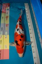 VHQ female Doitsu sanke 55-60cm prijzen pakker, Karper of Koi