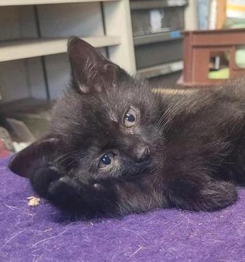 Tommy: lief, aanhankeijk ! (geënt en door dierenarts oke) beschikbaar voor biedingen