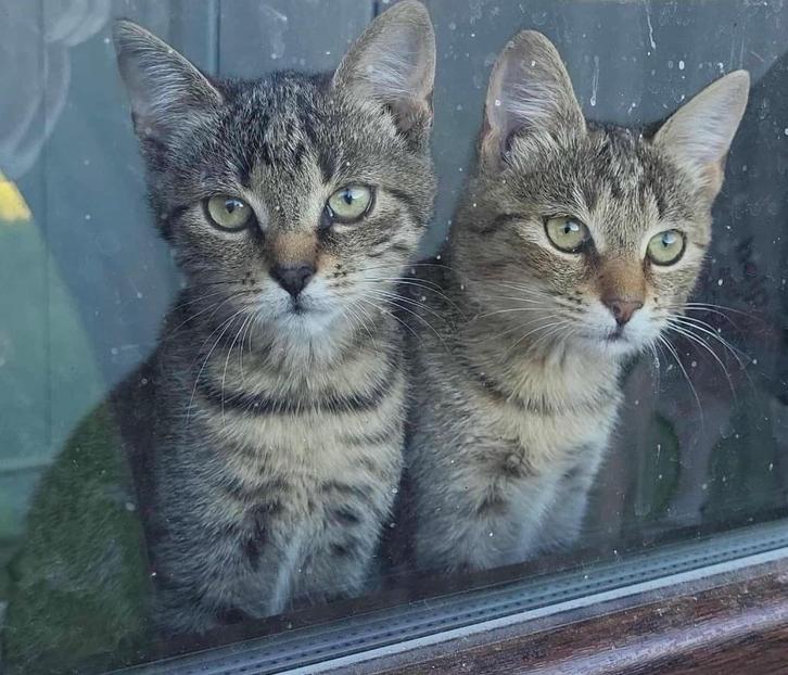 2 LIEVE ZUSJES GEWAAGD AAN ELKAAR ZOEKEN HUIS MET PERSONEEL, Dieren en Toebehoren, Katten en Kittens | Overige Katten, Kortharig