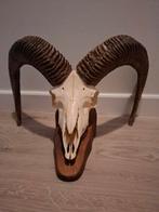 Moeflon schedel, Verzamelen, Dierenverzamelingen, Ophalen of Verzenden, Wild dier, Schedel