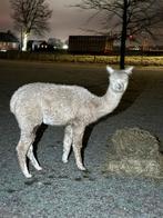 Alpaca 7 drachtige merry kleur wit / creme, Dieren en Toebehoren, Overige Dieren, Augustus, Vrouwelijk