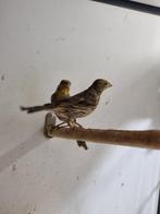 Roodmus | Tropsiche vogels | Passend advies