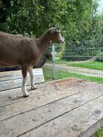 Toggenburger geit lam, Dieren en Toebehoren, Schapen, Geiten en Varkens, Vrouwelijk, Geit, 0 tot 2 jaar