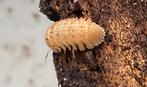 Cristarmadillidium muricatum, Overige soorten
