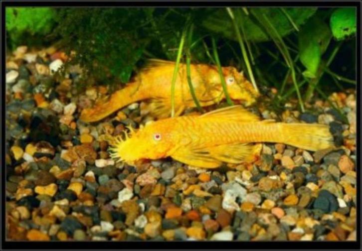 Ancistrus Sp. Gold - Koidream Valburg, Dieren en Toebehoren, Vissen | Aquariumvissen, Zoetwatervis, Vis