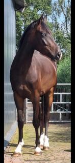 Gezocht een fijn en blijvend thuis voor deze knappe ruin, Dieren en Toebehoren, Paarden, Ruin, Recreatiepaard