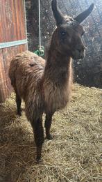 3 jarige lama hengst, Dieren en Toebehoren, Overige Dieren, Voor 1 juli 2024