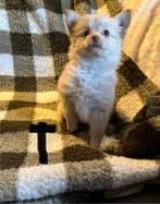 Pomapoo pups, Dieren en Toebehoren, Honden | Chihuahua's en Gezelschapshonden, Overige rassen, 8 tot 15 weken, CDV (hondenziekte)