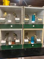 Postuurkanaries, Dieren en Toebehoren, Vogels | Overige Vogels, Meerdere dieren