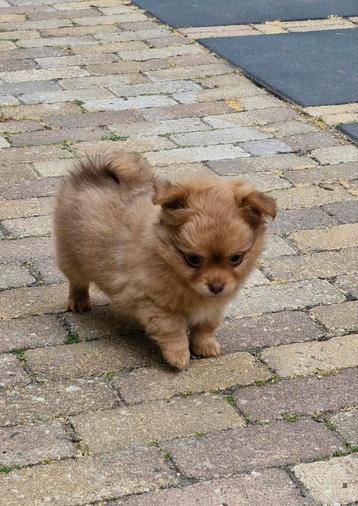 Nog 1 Pomchi pup teefje uit geteste ouders beschikbaar voor biedingen