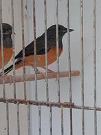 Schamalijster pop, Dieren en Toebehoren, Vrouwelijk, Geringd