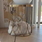 Ragdollpoes bleu mitted tabbypoint 2 jaar, Poes