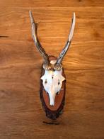 Mooi geweitje op wandplaat, Ophalen, Gebruikt, Hert, Gewei of Kop