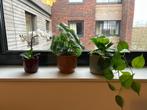 IKEA 3x ground plants with pots, Tuin en Terras, Bloempotten, Ophalen, Rond, Zo goed als nieuw, Balkon