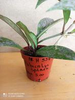 Hoya pubicalyx splash pm 8.5 nummer H534, Huis en Inrichting, Kamerplanten, Ophalen of Verzenden, Overige soorten, Minder dan 100 cm